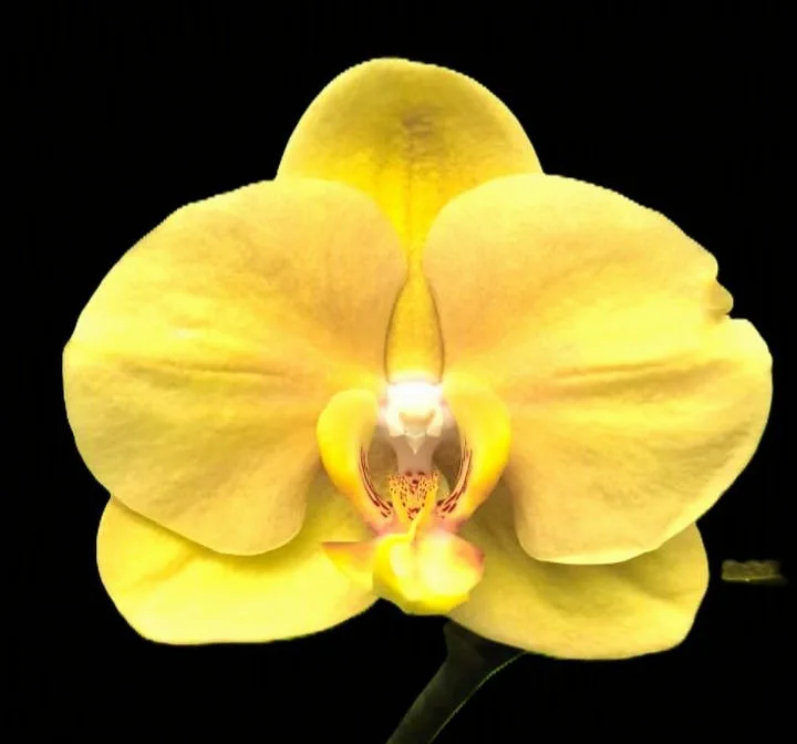 Phalaenopsis Ryn Sandal