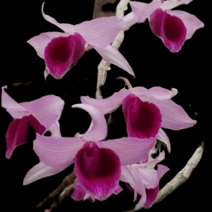Dendrobium super nester