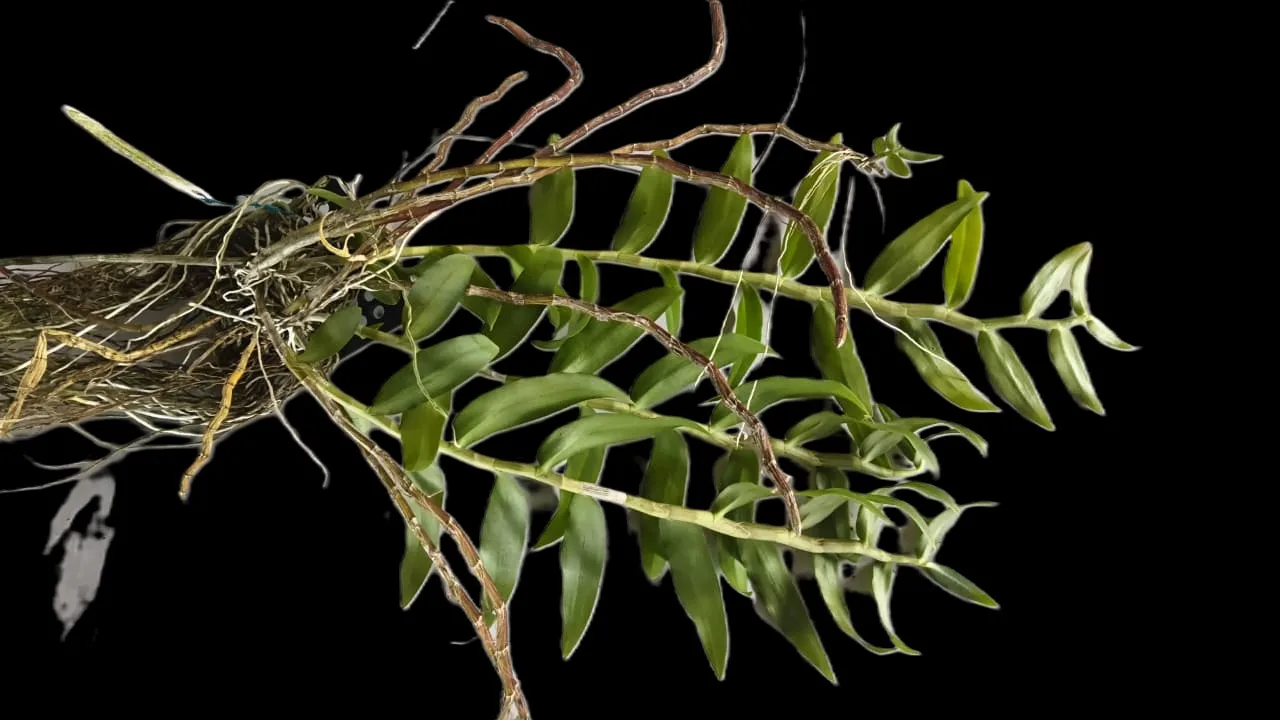 Dendrobium super nester 2