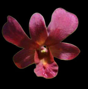 Dendrobium Red brown