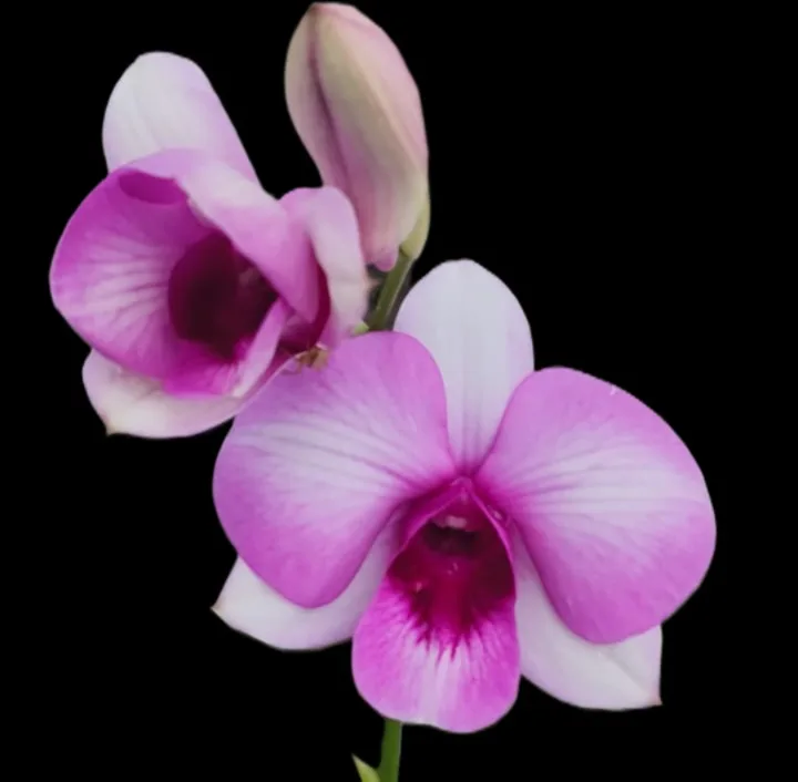 Dendrobium Lueng Kamol