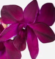 Dendrobium Krating deand