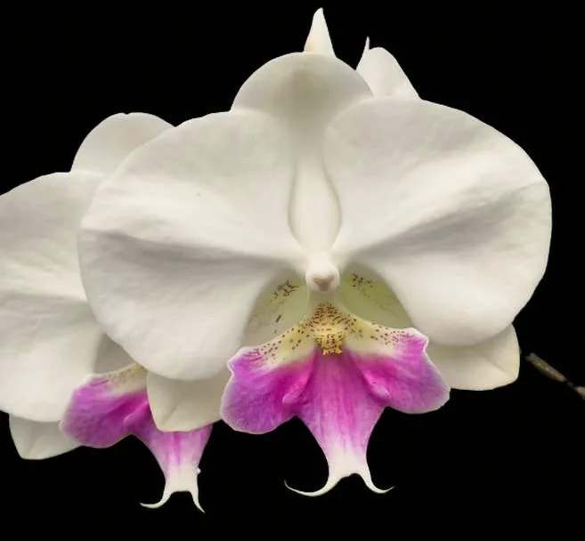 Phalaenopsi Royal Ivory 1284