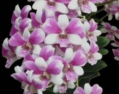 dendrobium Triple fantacy
