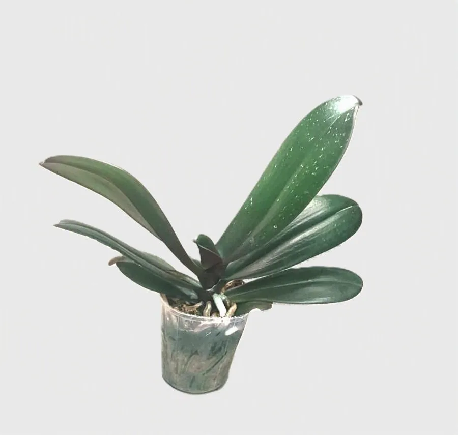 Phalaenopsis Ryn Leopard Prince 2