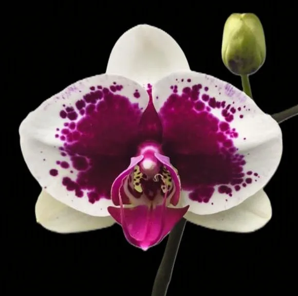 Phalaenopsis Ryn Leopard Prince