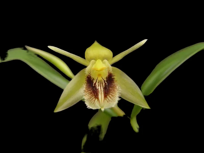 Coelogyne fimbriata