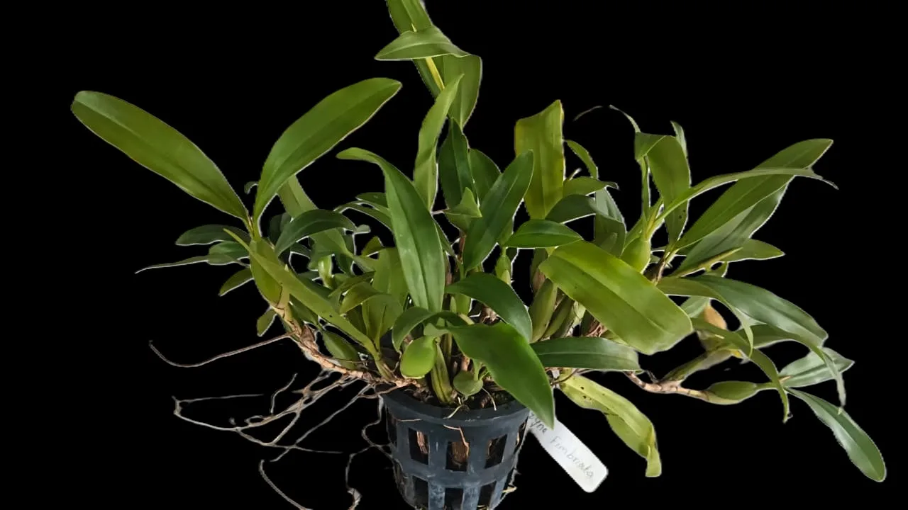 Coelogyne fimbriata 2