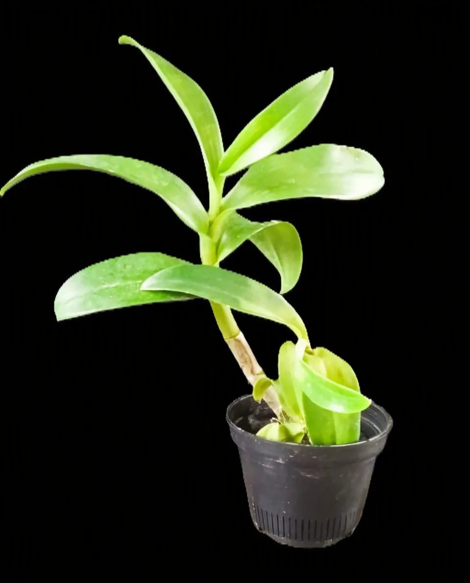 Dendrobium Herms 2