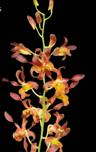 Dendrobium Herms