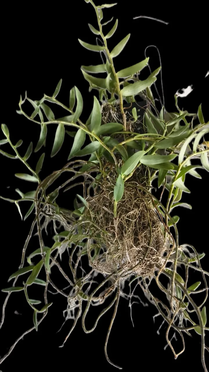Dendrobium aphyllum krairith 2
