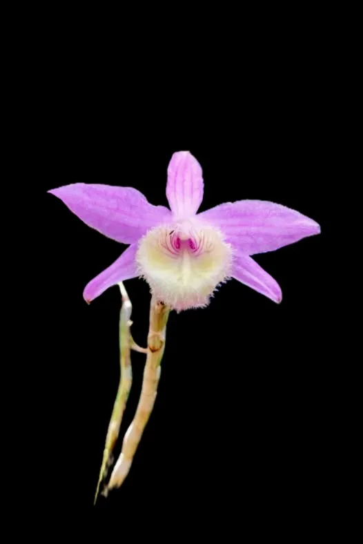 Dendrobium aphyllum krairith