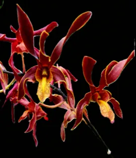 Dendrobium Cobra x lasianthera