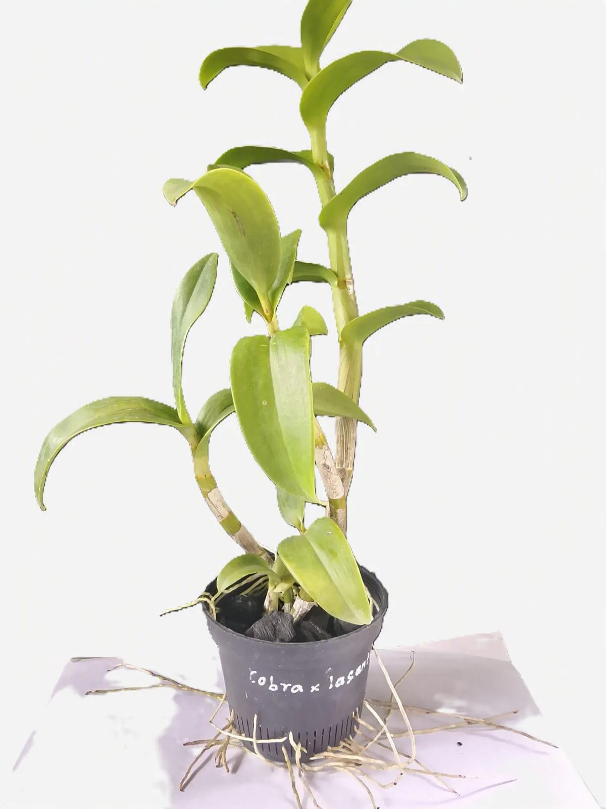Dendrobium Cobra x lasianthera 2