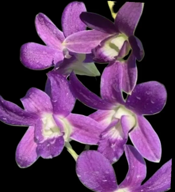 Dendrobium Udom blue x tubtim velvet