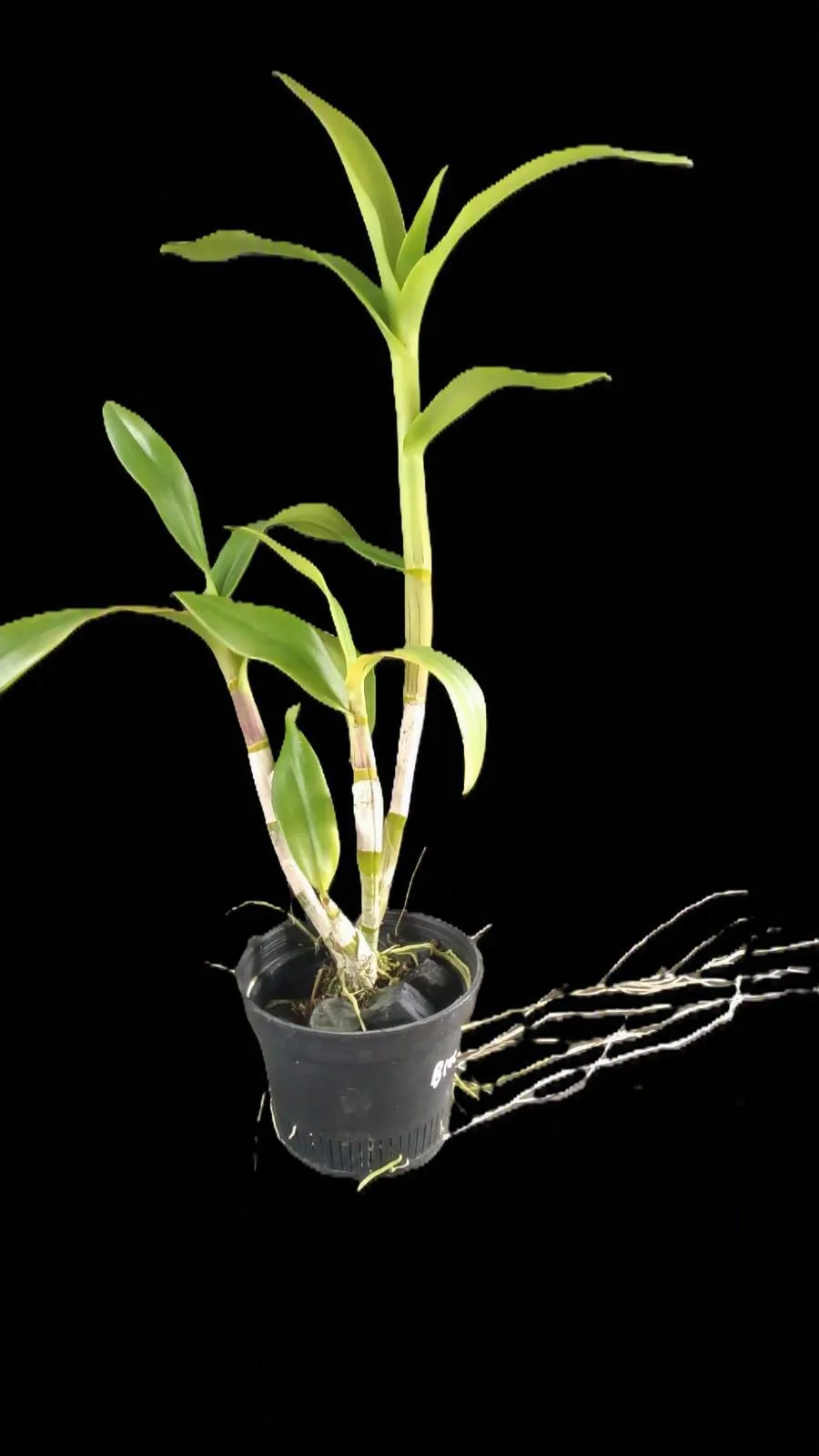 Dendrobium Areedang blue 2