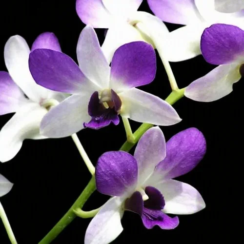 Dendrobium Areedang blue