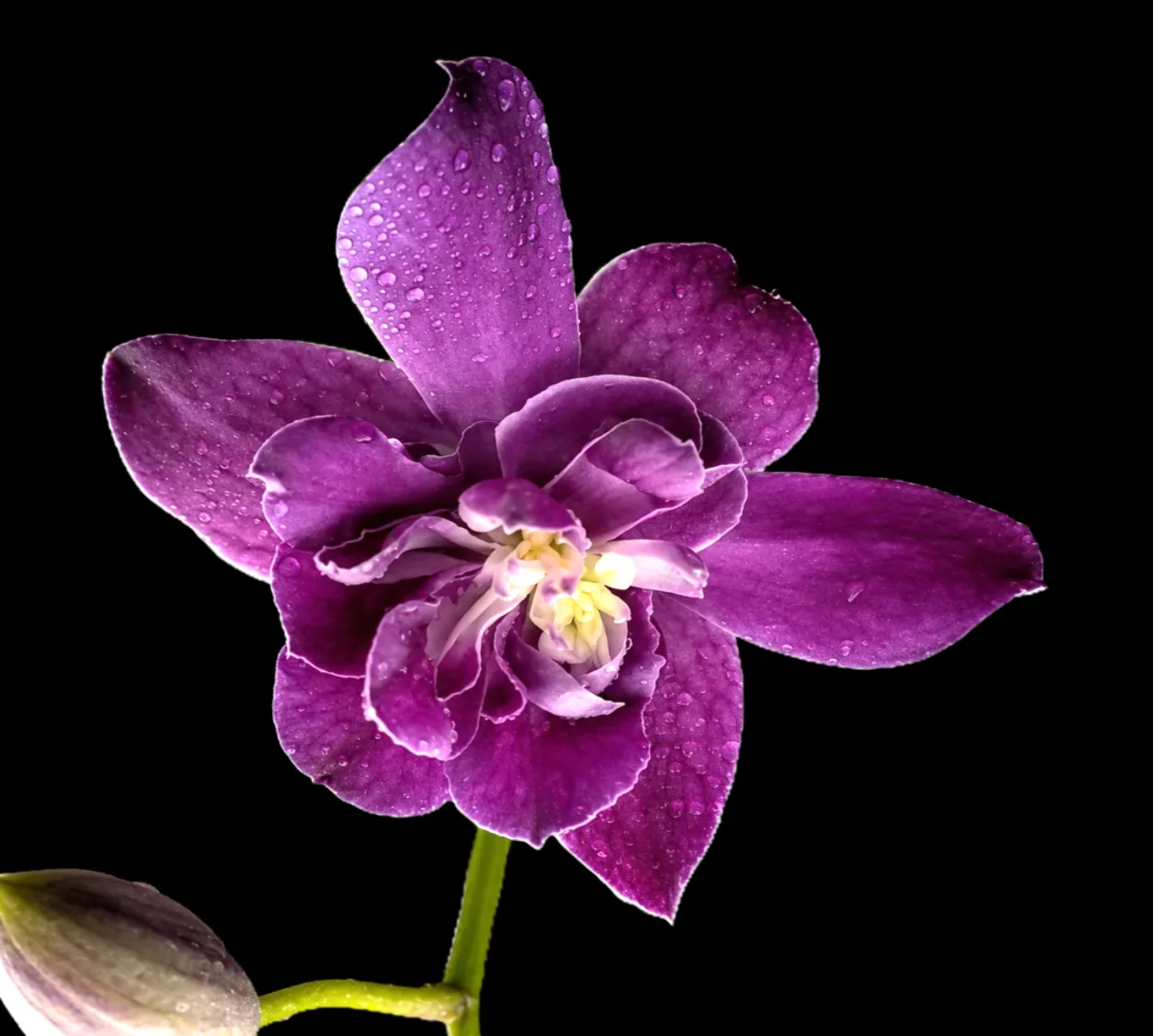 Dendrobium Rose betty blue