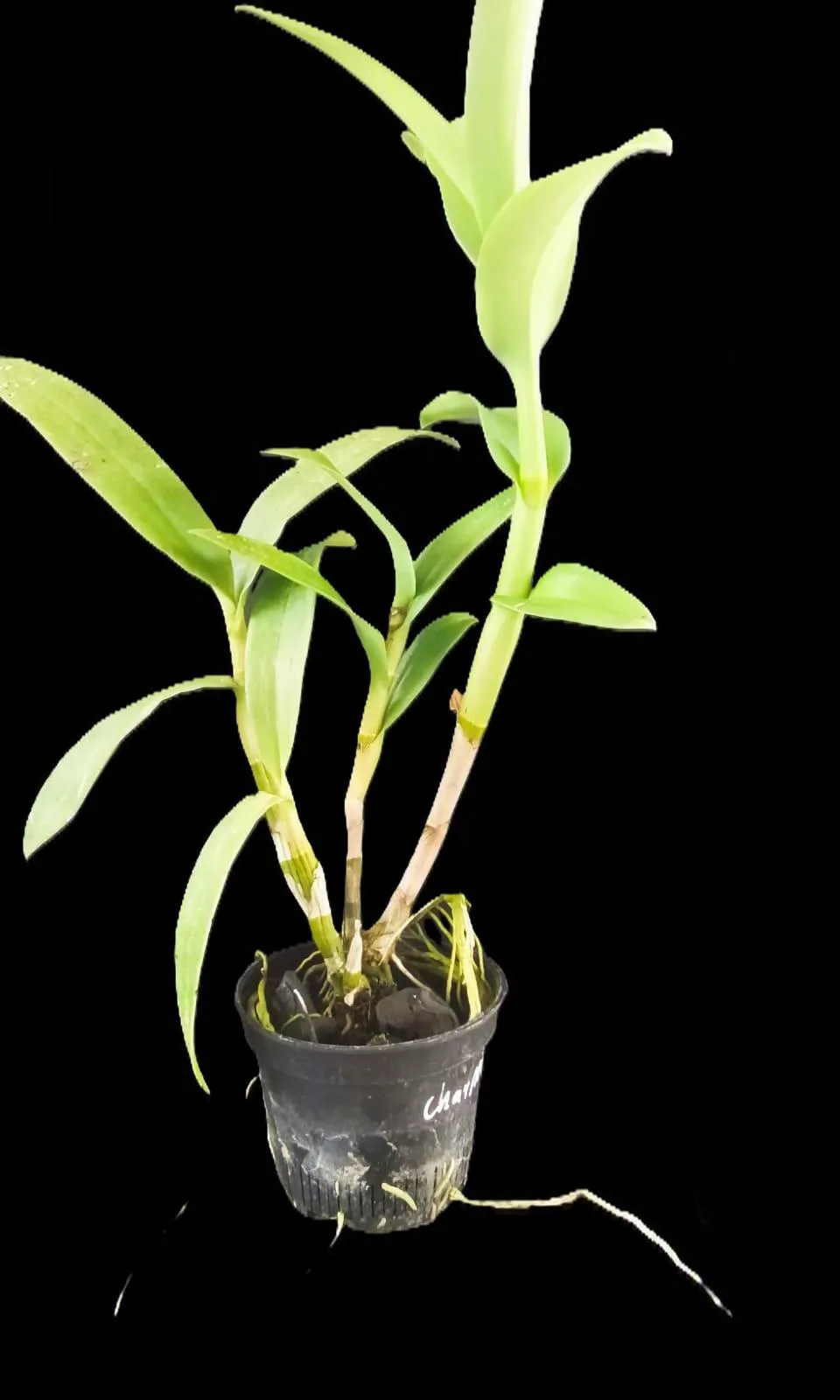 Dendrobium Rose betty blue 2