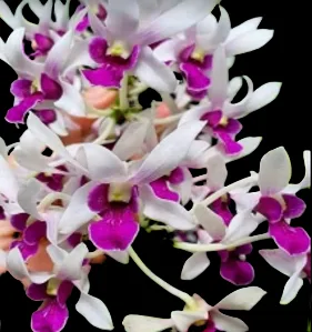 Dendrobium Warawan 284