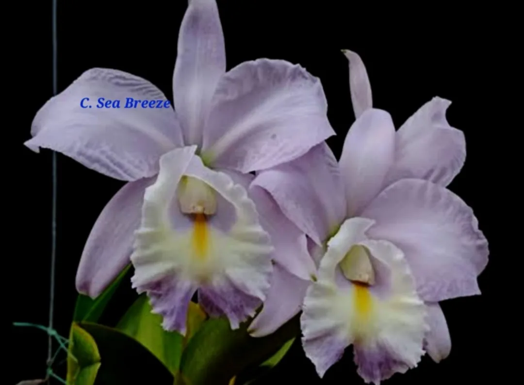 Cattleya Sea breeze