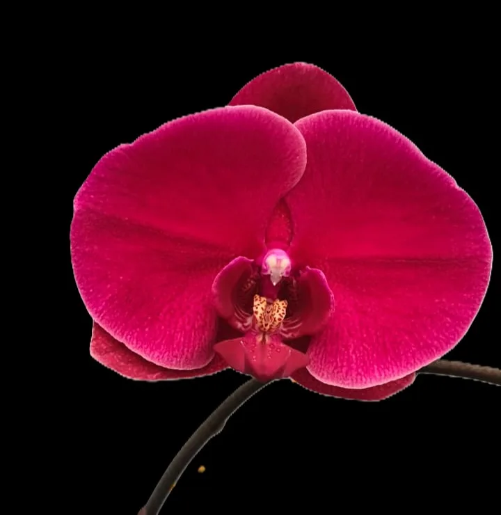 Phalaenopsis Ryn Lin Amber