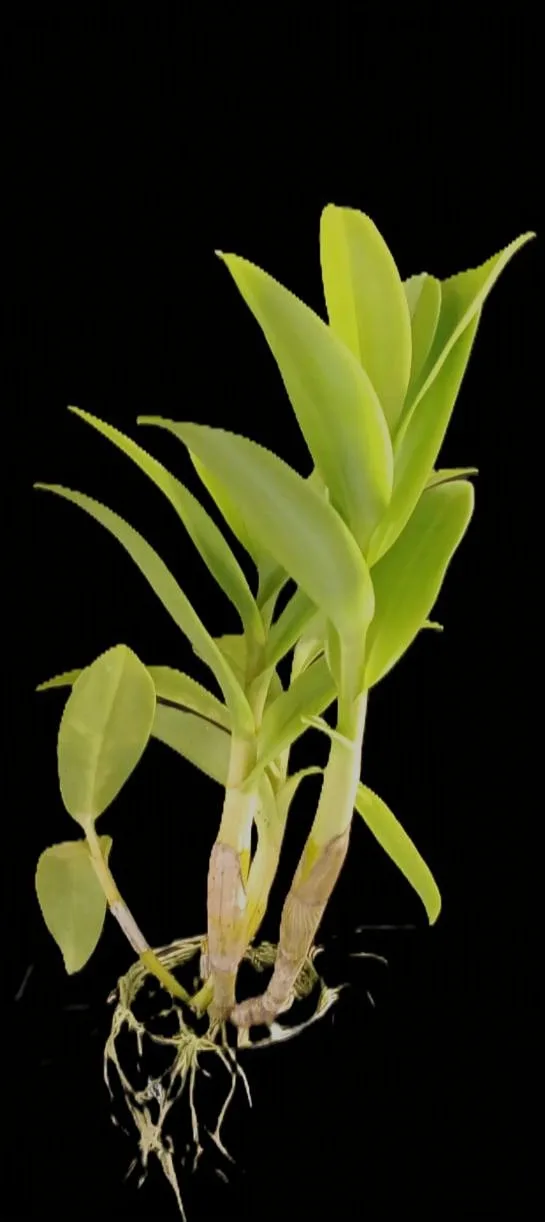 Dendrobium Blue foxtain trudy brand 2
