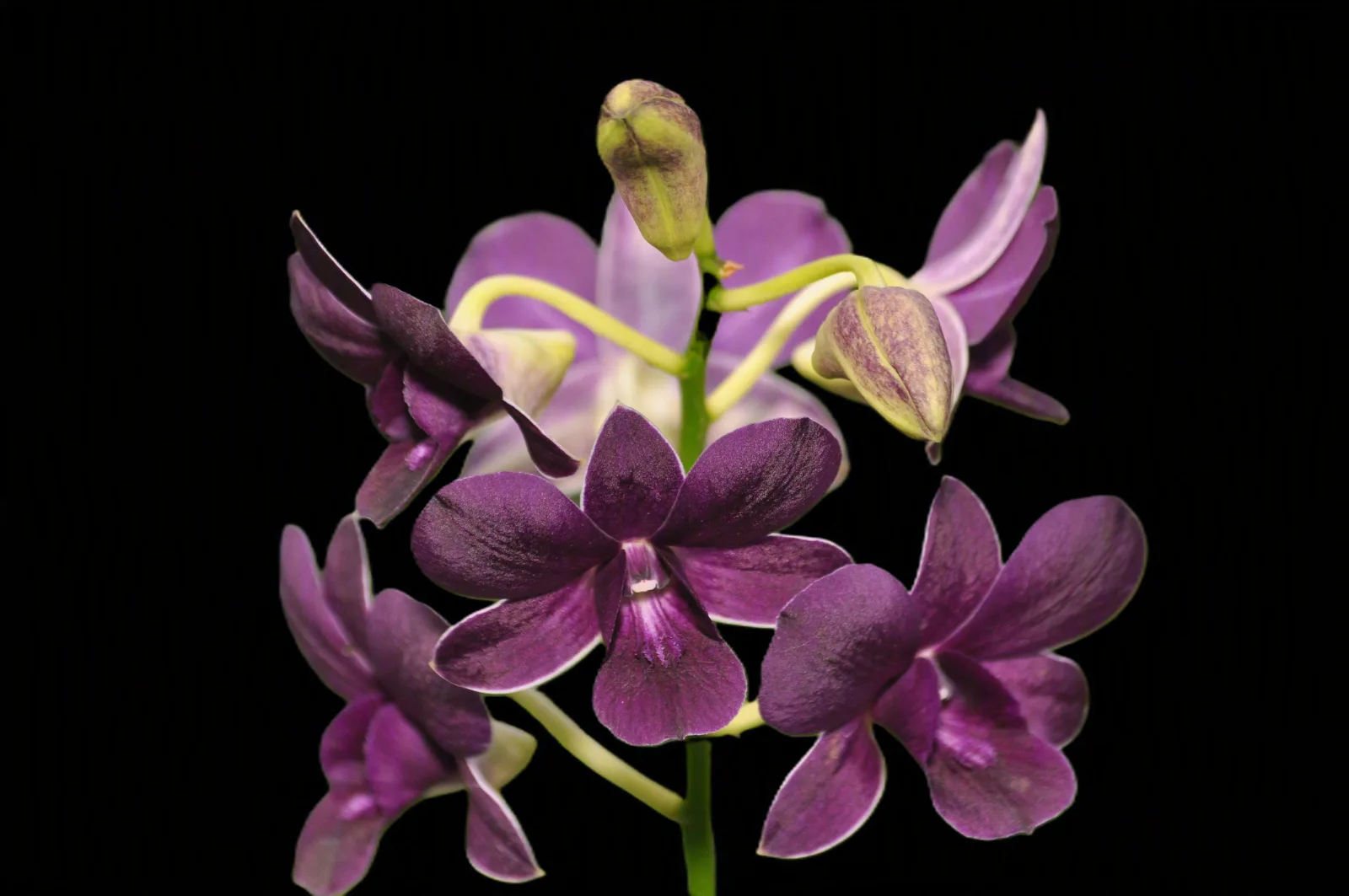 Dendrobium Blue foxtain trudy brand
