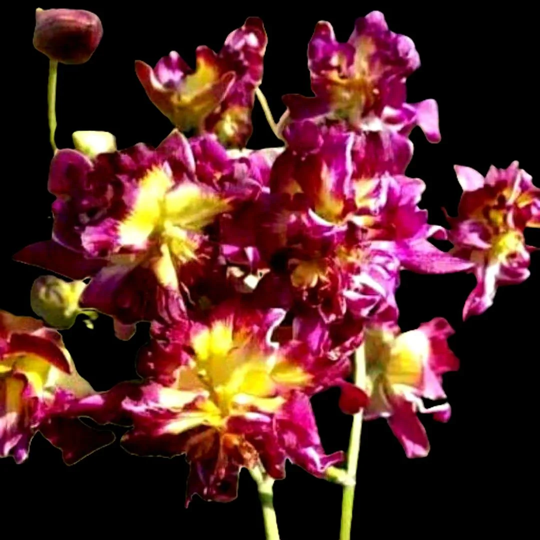 Dendrobium betty rose red