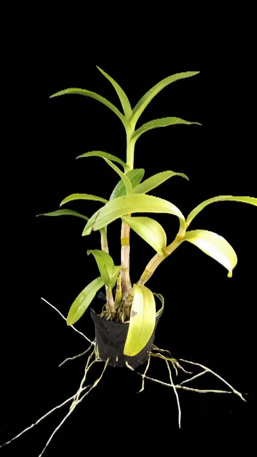 Dendrobium betty rose red 2