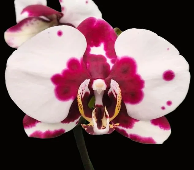 Phalaenopsis Pearl