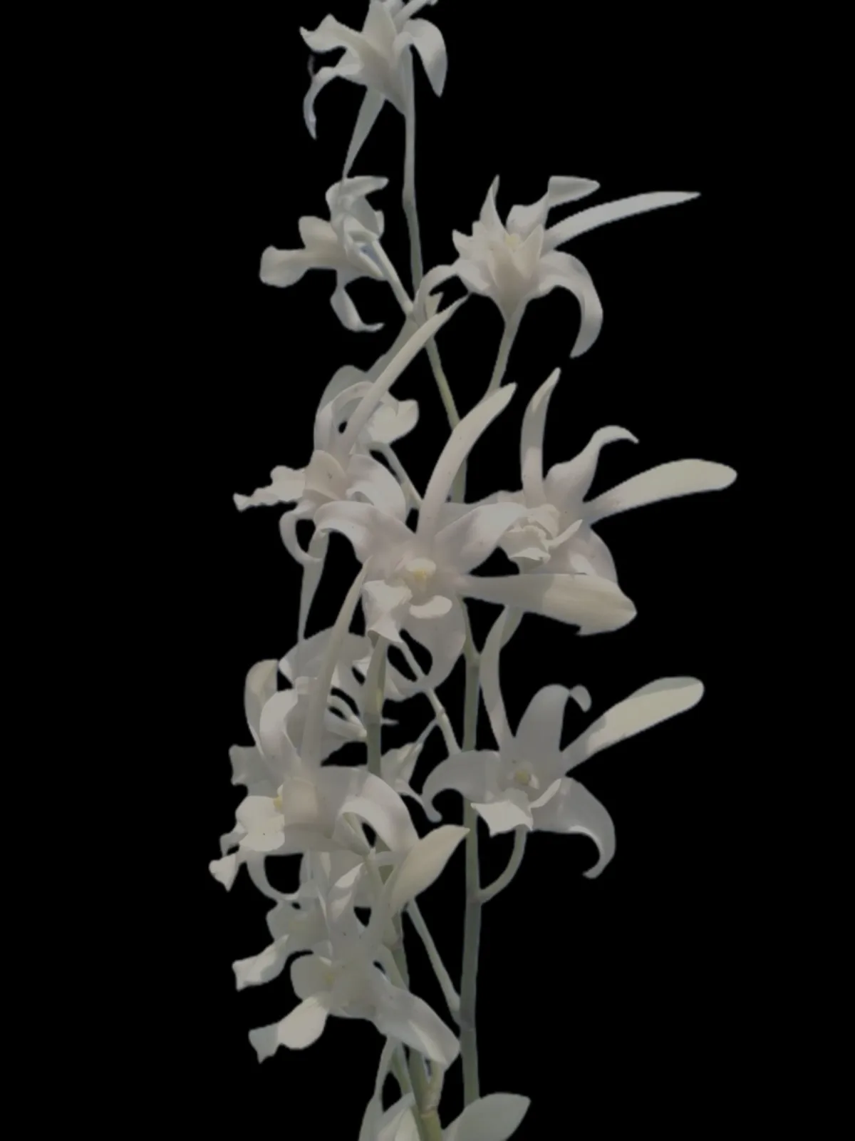 Dendrobium Caesar white