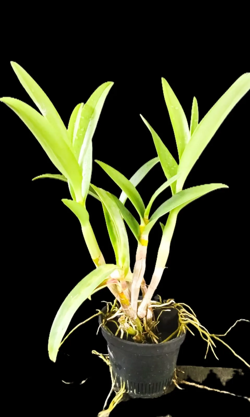 Dendrobium Banana royal 2