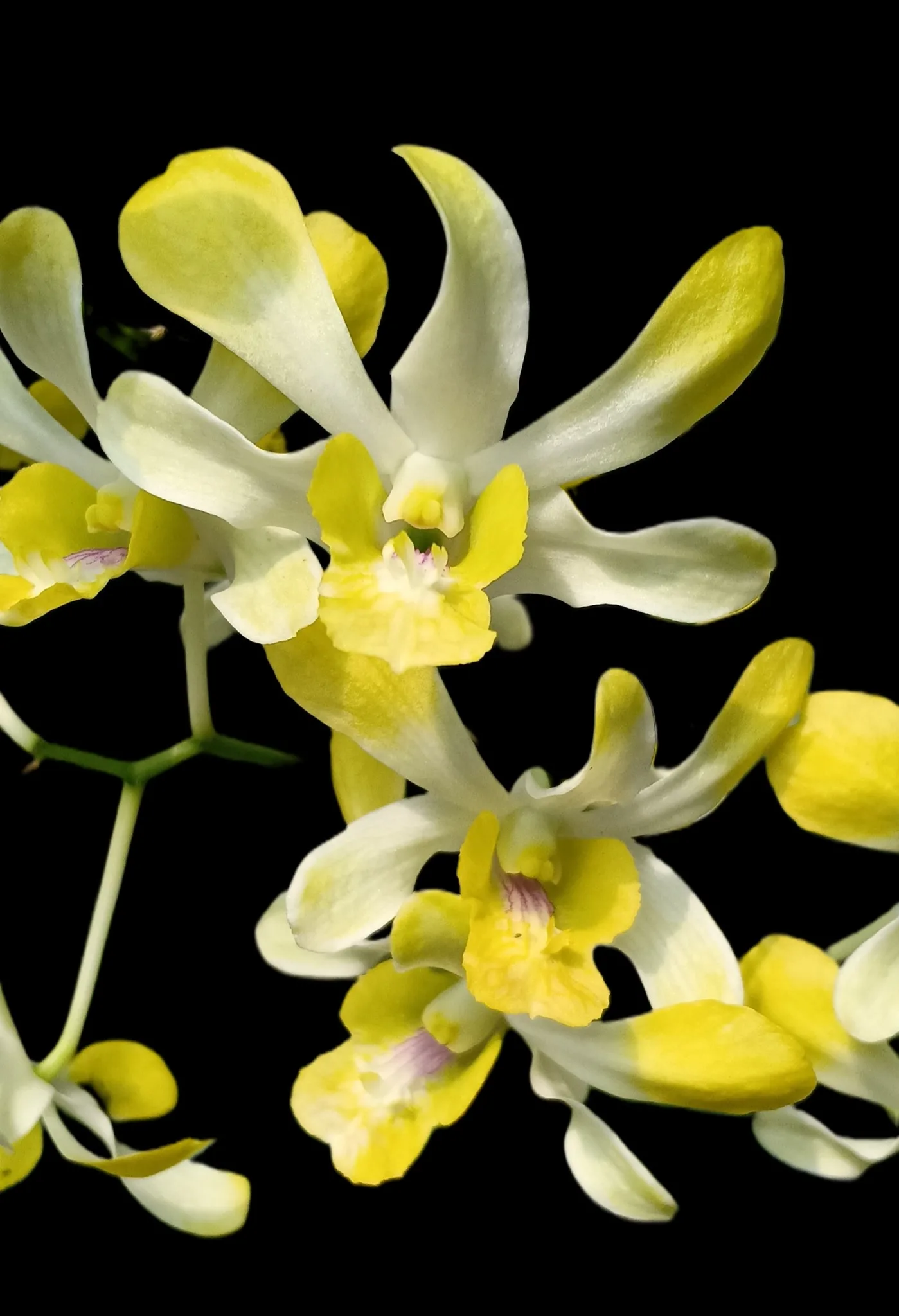 Dendrobium Banana royal