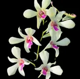 Dendrobium Caesar BFC
