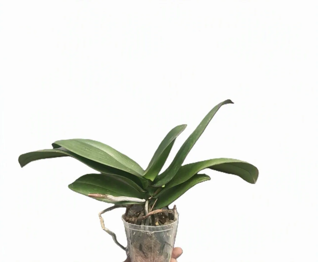 Phalaenopsis Snow board 2