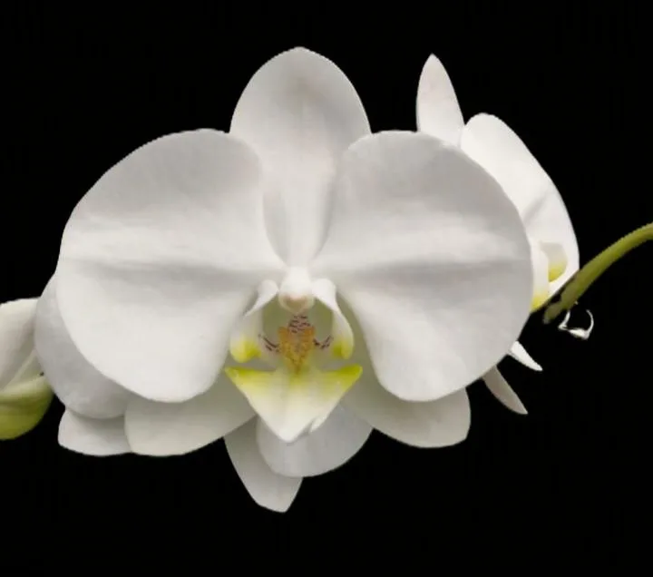 Phalaenopsis Snow board