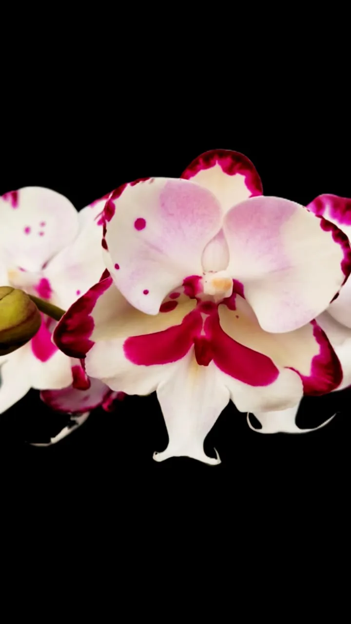 Phalaenopsis