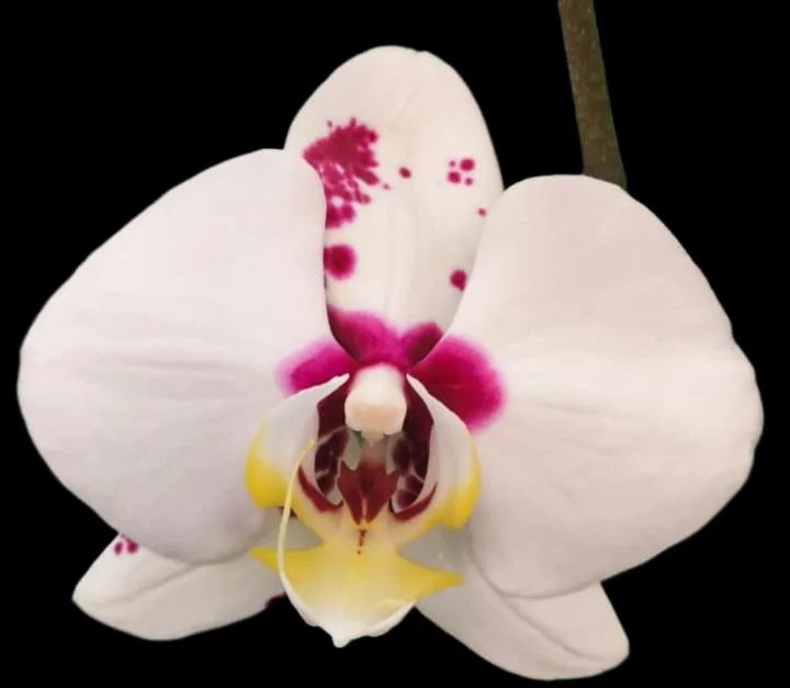 Phalaenopsis Ryn Dumai
