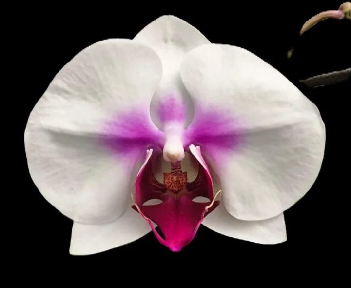 Phalaenopsis Sophia