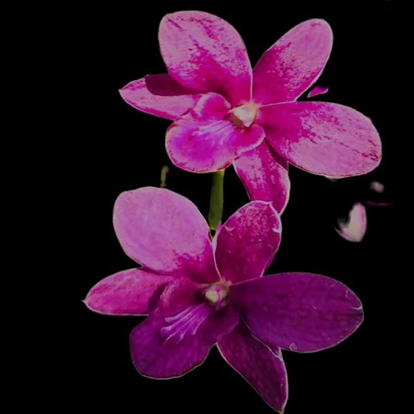 Dendrobium Sambran brown x Tokiyo mba