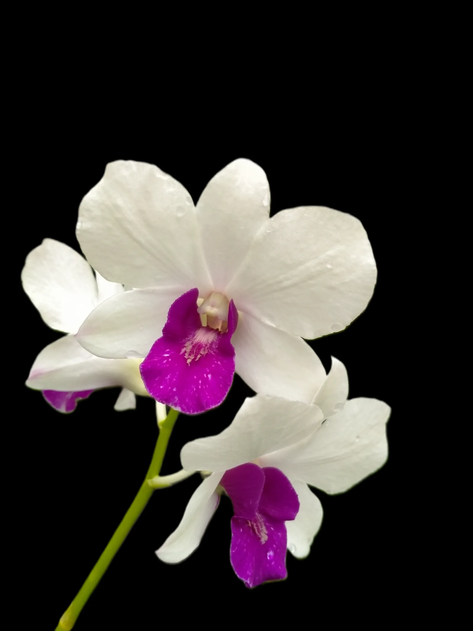 Dendrobium Charming white