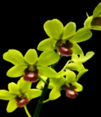 Dendrobium Burana jade