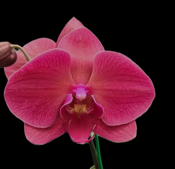 Phalaenopsis RYN Sunshine Coast