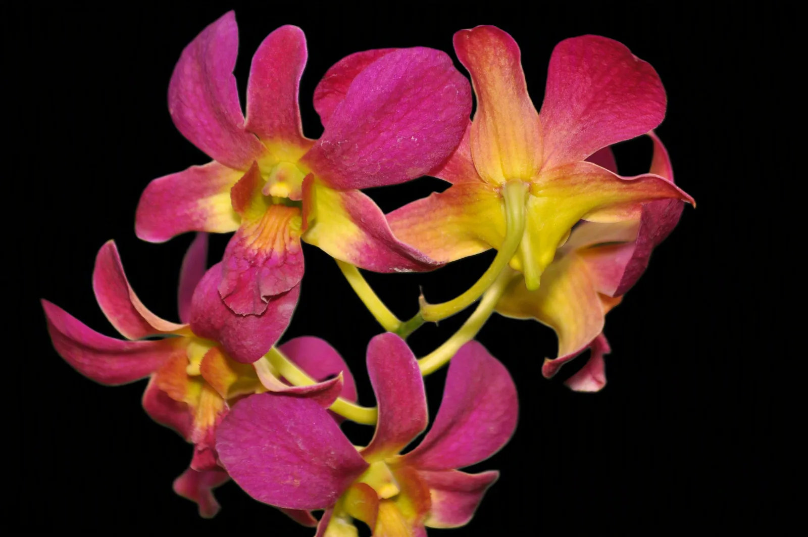 Dendrobium Morning sun
