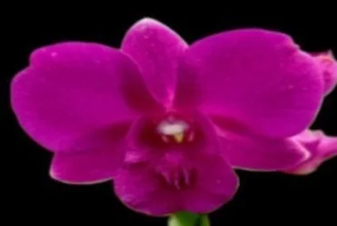 Dendrobium Burana galaxt