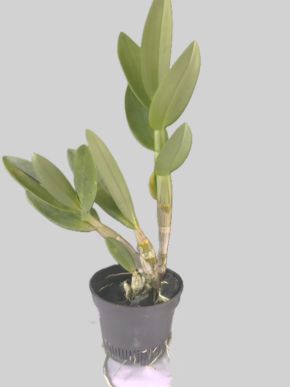 Dendrobium Burana galaxt 2