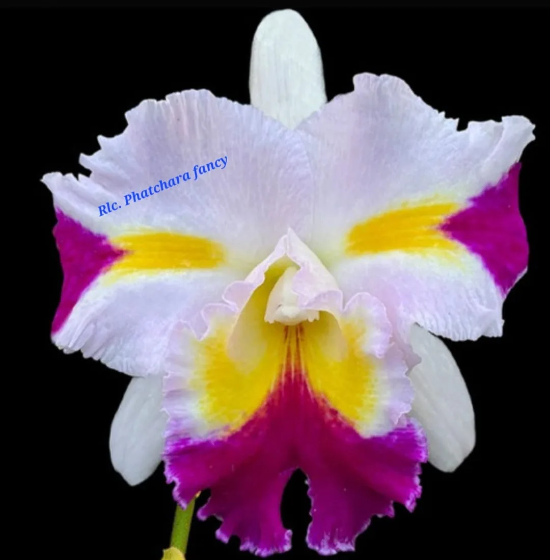 Cattleya Patchara fancy