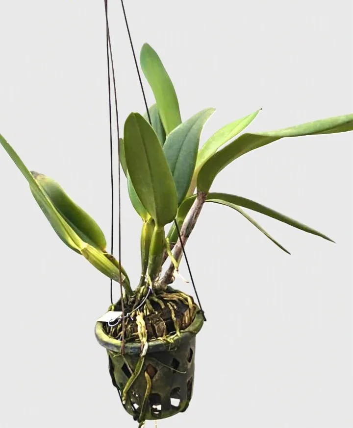 Cattleya Patchara fancy 2