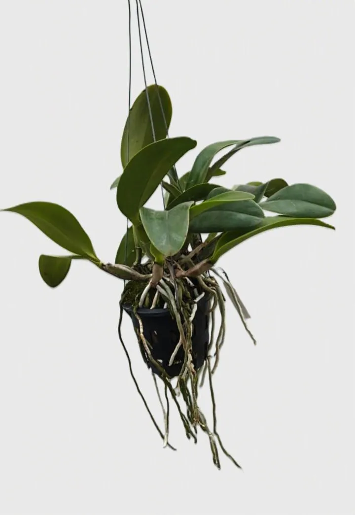 Cattleya Nij Fourty four 2